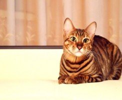 Тойгер кошки (фото): добродушный нрав в диком окрасе