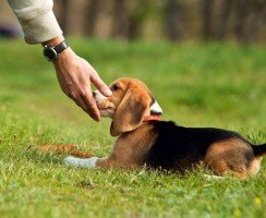Дрессировка собак в домашних условиях: секреты успеха