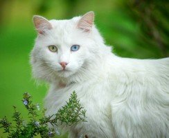 Турецкая ангора (фото): грация, живой ум и энергичность в одном наборе