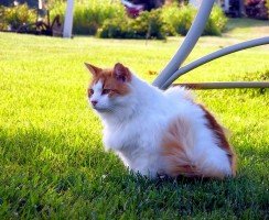 Турецкий ван (фото): великолепный пловец и истинный рыболов