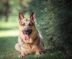 Собака восточно-европейская овчарка (фото): выносливый защитник и верный друг