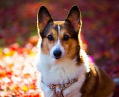 Порода собак вельш-корги — сильный, умный, энергичный друг