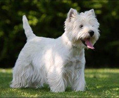 Вест-хайленд-уайт терьер (фото):