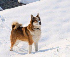 Западносибирская лайка (фото): хороший охотник и верный друг