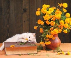 Белая кошка (фото): особенности характера, уход за белоснежной красавицей