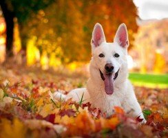 Швейцарская овчарка (фото): белоснежный пес — преданный и умный друг
