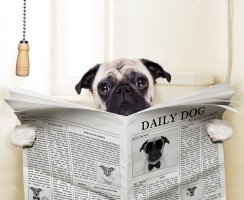 У собаки понос: что делать?