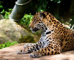 Ягуар (фото животного): ловкая и красивая большая кошка