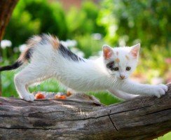 Ушной клещ у кошек: как выявить паразита и защитить от него своего питомца