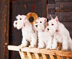 Цвергшнауцер (фото): великолепный друг, надежный и верный храбрец