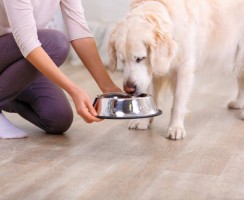 Как выбрать корм для собаки. Советы неопытному заводчику