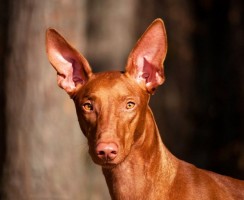 Фараонова собака: энергичный пес для охоты и преданный домашний любимец