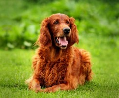 Ирландский сеттер (фото): охотник и компаньон с аристократической внешностью