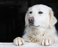 Кувас (фото): Невероятно красивая и свободолюбивая собака