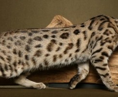 Бенгальский кот (фото): маленькая копия леопарда