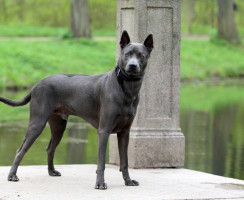 15 самых элегантных пород собак