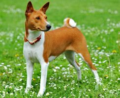 Для тех, кто не любит готовить: 8 самых неприхотливых в еде пород собак