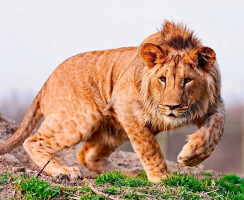 10 самых неожиданных гибридов животного мира