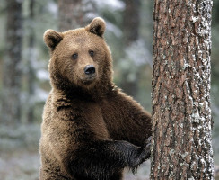 11 фактов о медведях, о которых никто не рассказывал в детстве