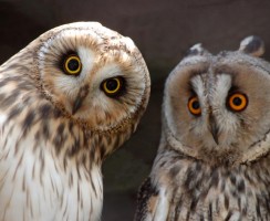 Какие питомцы с 2020 года оказываются вне закона