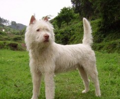 5 необычных пород собак из Китая, которые активно набирают популярность