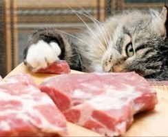 Какое мясо можно давать коту, чтобы у него не завелись глисты
