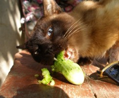 Соседский кот наши огурцы с грядки воровал, но мы нашли на него управу