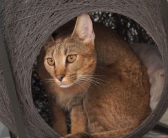 Как я сделал для своего кота круглый домик из простого шпагата