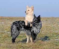 Одни на миллион: 9 пород собак, которые относятся к сверхредким