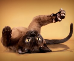 Обычные прищепки помогают мне в одиночку стричь когти моему бойкому коту