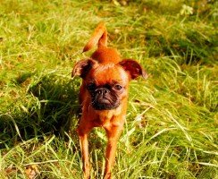 Пти-брабансон (фото): гордый малыш с широкой душой и игривым характером