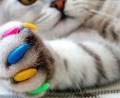 Антицарапки для кошек: Отзывы ветеринаров о пользе и вреде мягких коготков