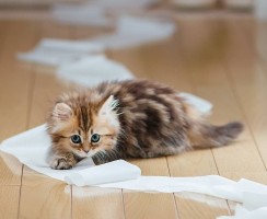 Как отучить кошку гадить в неположенном месте: Полезные рекомендации