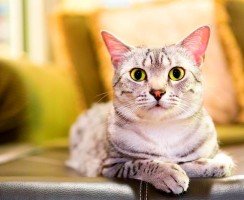 Туалеты для кошек закрытые: выбираем комфорт для животного и чистоту для дома