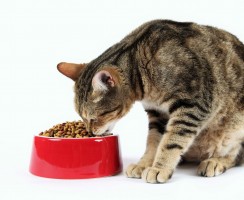 Корм Хиллс для кошек: Подробный обзор рациона и его специфика