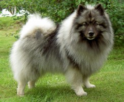 Вольфшпиц (фото): дружелюбный и ласковый питомец