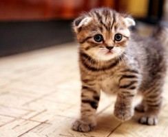 Понос у котенка: Причины возникновения и лечение