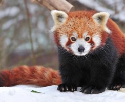 Красная панда (фото): Миниатюрный огненный «медвежонок»