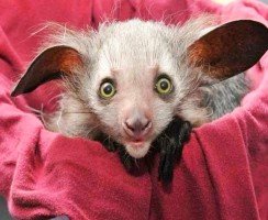 Ай-Ай в зоопарке Денвера