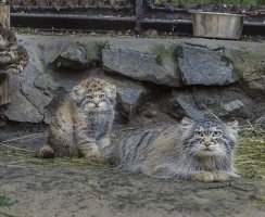 Котята манулов вышли к людям