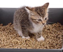 Кошачий наполнитель для туалета: Обзор лучших производителей