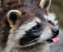 Енот-полоскун (фото): Любопытный зверек-непоседа