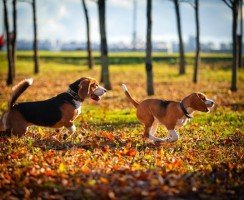 Гончая собака: выбор породы