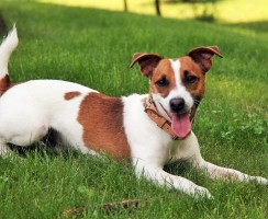 Гладкошерстный фокстерьер (фото) – Белый непоседа с умными глазами