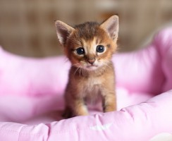 Как назвать котенка девочку: Лучшие идеи для разных пород и окрасов