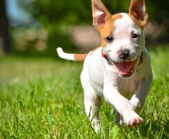 Отдых на природе и никаких клещей