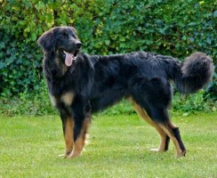 Ховаварт (фото): Невероятно обаятельный и умный пес