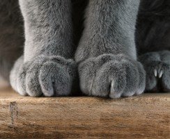 Почему кошки топчут нас лапками: Восемь ответов на один вопрос