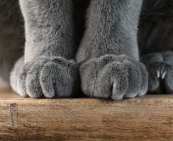 Почему кошки топчут лапками: 8 ответов на один простой вопрос