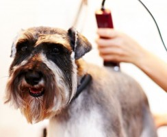 Машинка для стрижки собак: Полезный инструмент для груминга на дому